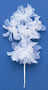 Soft Flower-White