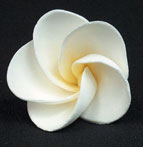 Frangipani Flower - Medium - White