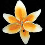 Stargazer Lily - Orange - Extra Large