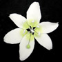 Stargazer Lily - White - Extra Large