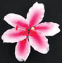Stargazer Lily Flower-Pink- X-Large