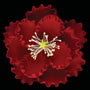 Peony Flower - Red - 4.5