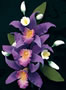 Laelia Orchid Spray