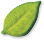 Leaves Sugars- Green