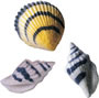 Seashells - Asst. Sugars