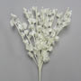 Lily of the Valley - Ivory