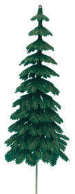 Evergreen Fir Tree - Extra Large