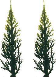 Evergreen (Variegated) Tree