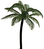 Palm Trees - Large - Pl.