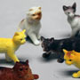 Cats - Assorted
