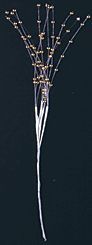 Pearl Strand Spray - Straight - Gold