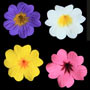 Primula Flower - Assorted Colors