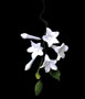 Asian Stephanotis Filler - White