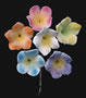 Stephanotis Flowers - Asst. Colors