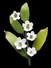 Blossom Filler Spray - 5 Petal
