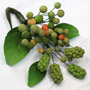 Wild Berries Spray - Green