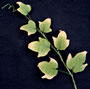 Ivy Leaf Filler Spray-Large