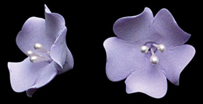 Fruit Blossom Single - Lavender
