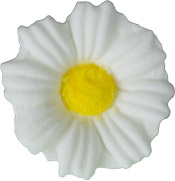 Daisies - Small - White