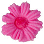 Daisies - Small - Pink