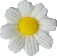 Daisies - Medium - White