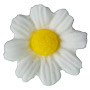 Daisies - Medium - White