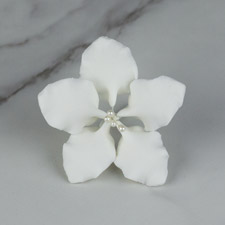 Gladiolus Single - Small White