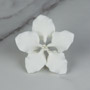 Gladiolus Single - Small White