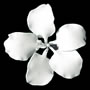 Gladiolus Single - Medium White