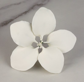 Gladiolus Single - Medium White
