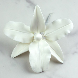 Gladiolus Single - Large White