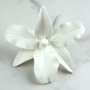 Gladiolus Single - Large White