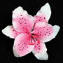 Pink Rubrum Single - Mini