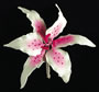 Pink Rubrum Single - Large