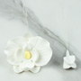 Phalaenopsis Blooms & Buds