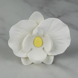 Phalaenopsis Blooms & Buds