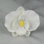 Phalaenopsis Blooms & Buds