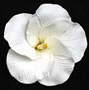 Hibiscus Flower - Medium - White