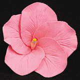 Hibiscus Flower - Medium - Pink