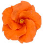 Hibiscus Flower - Medium Orange