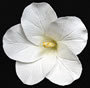 Hibiscus Flower - Large - White