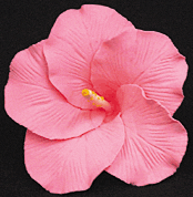 Hibiscus Flower - Large - Pink