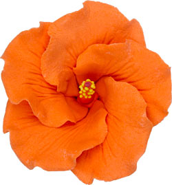 Hibiscus Flower - Large Orange
