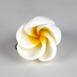 Frangipani Flower - Medium - White