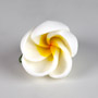 Frangipani Flower - Medium - White