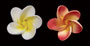 Plumeria Singles