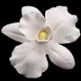 African Orchid Single - Small