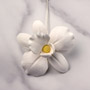 African Orchid Single - Small