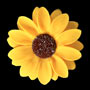 Sunflower Single