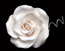 Tea Rose Single - Medium White